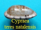 Cypraea teres natalensis, Heiman & Mienis 2002